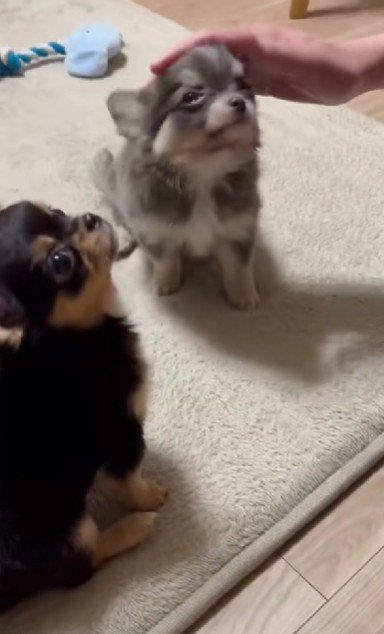 ご飯が待ちきれない