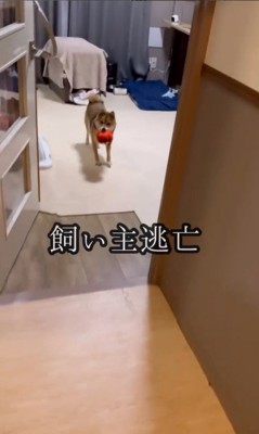 遊ぶ気満々のころ君8