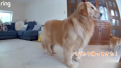 「帰ってきた!!」