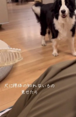 慌てて遠ざかるワンコ