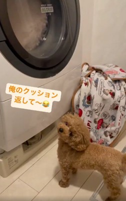 飼い主さんを見るれおくん