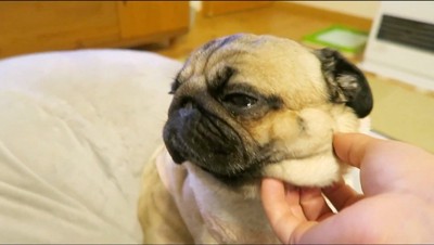 犬の首を撫でる男性