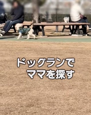 ドッグランでママを探す犬