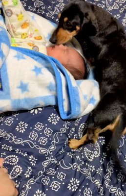 鼻先で赤ちゃんに触れるワンコ