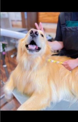 トリミングに来たひなた君2