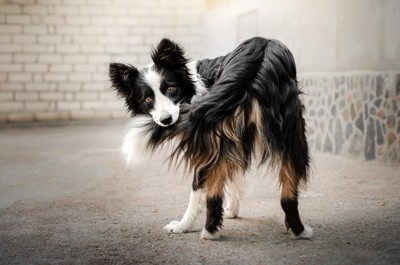 しっぽを噛みながらみつめる犬