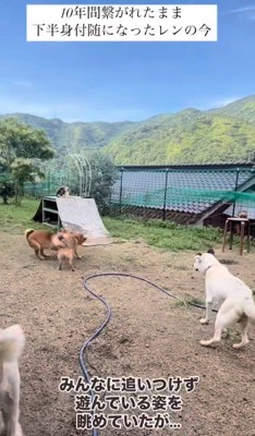 下半身不随のレンくん