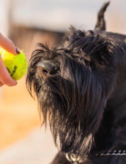 顔アップとボール