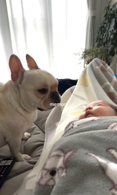 ぶうちゃんと赤ちゃん3