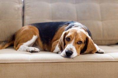 悲しげな表情でソファに伏せている犬