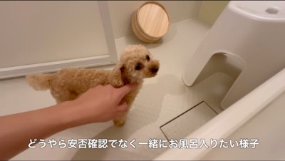 浴槽に浸かる飼い主に顔を撫でられる犬