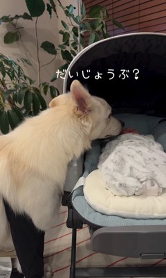 赤ちゃんが泣いた時のワンダくん9