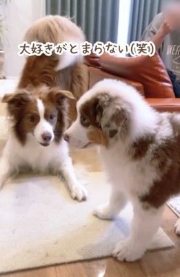 見つめ合う犬と子犬