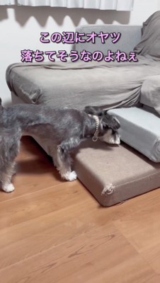 ソファの隙間に鼻を入れる犬