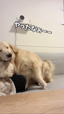 飼い主さんの方に傾くゴールデンレトリバー