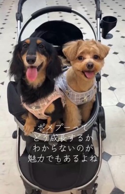 ポコくんの耳の変化⑩