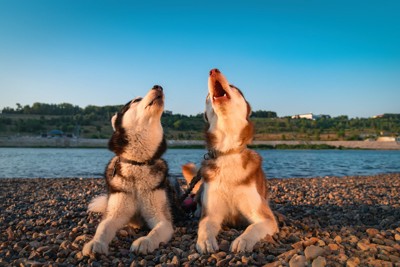 並んで吠えている犬