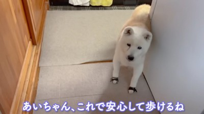 玄関にやってきた老犬