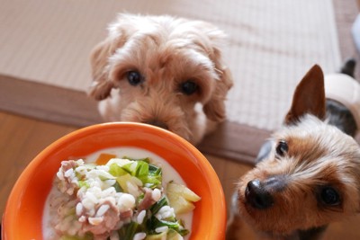 手作りご飯を見つめる犬2匹