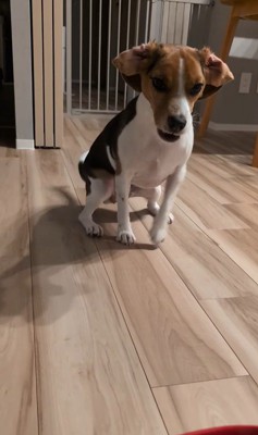 ペルルちゃんの「待て」6