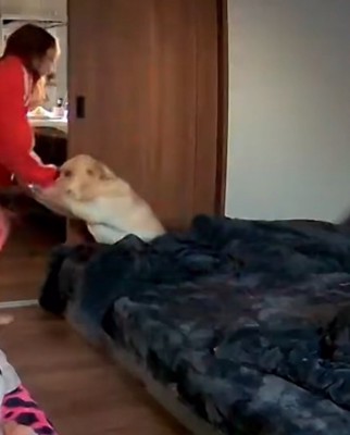 手を引っ張られる大型犬