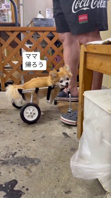 女性を笑顔で見つめる車椅子に乗った犬