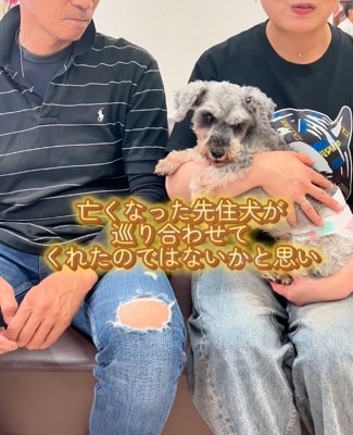 抱っこされる犬