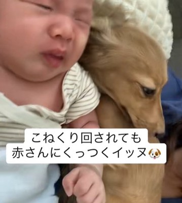 寝起きの赤ちゃんと寝起きのカニンヘンダックスフンド