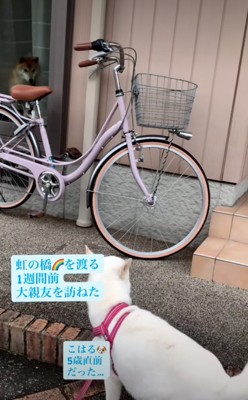 家の前に座り込む犬