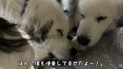 ぼんぼんちゃんも幸せそう