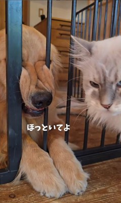 柵に挟まってくつろぐサンタくん4
