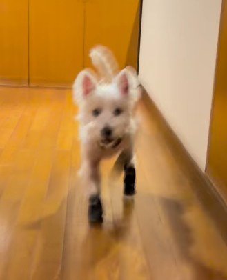 コミカルな姿が可愛い♡