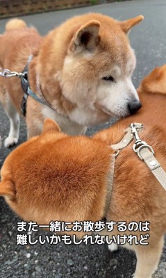 お散歩は難しくても…