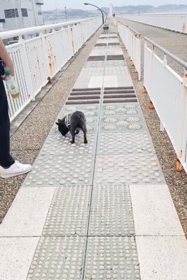 歩道を確認するぶん太くん