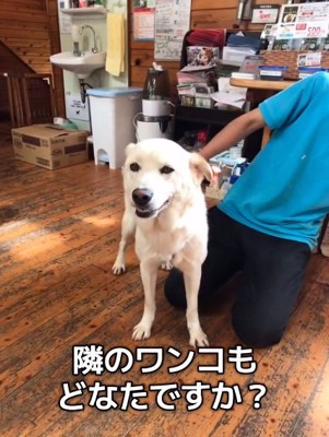撫でられるもなかちゃん