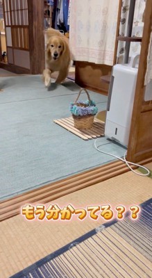 隣の部屋から男性のところへ駆けつける犬