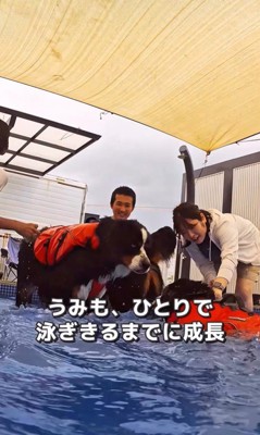 プールで泳ぐ大型犬たちの友情8