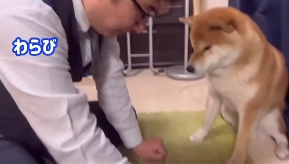 こむぎに選んでもらおう!