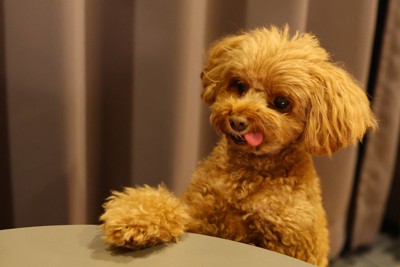 要求するトイ・プードル