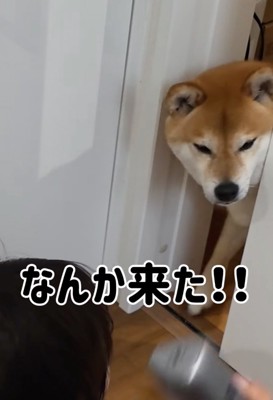 入ってくる柴犬
