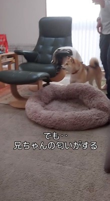 部屋の隅に逃げる犬