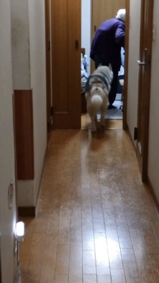 部屋に入って行くおばあちゃんとハスキー