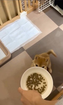 えだまめ君の初めての「待て」2