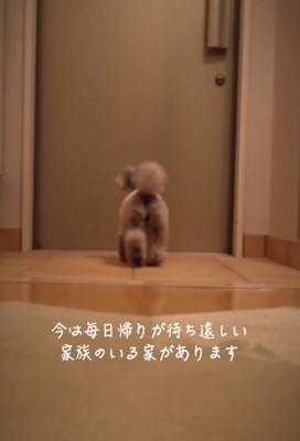 ドアに駆け寄る犬