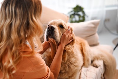 犬の顔周りを撫でる女性