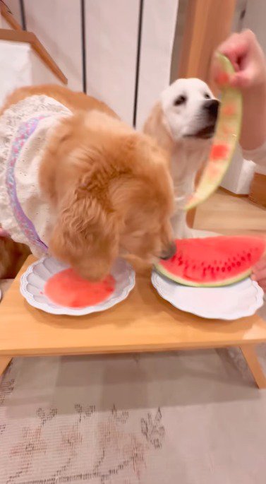茶色い犬が食べたスイカの残りを持ち上げる飼い主
