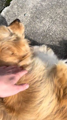 犬を撫でる投稿者