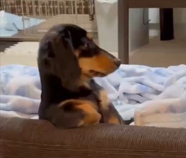 ダックス