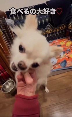 おやつを食べるこめくん