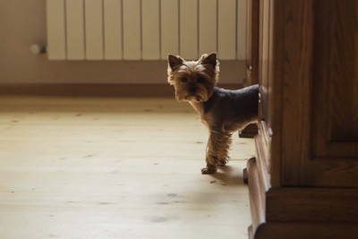 隠れる犬